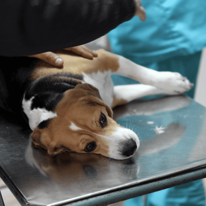 Adorable beagle puppy lying on a metal examination table at the vet clinic.