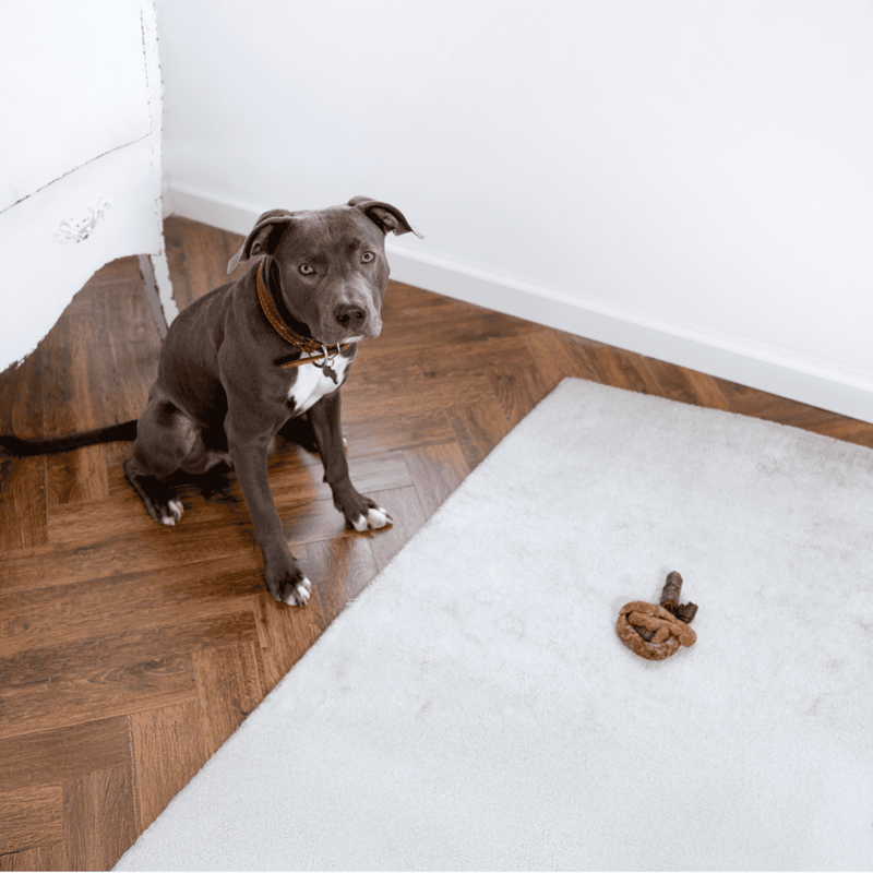 Cute gray dog sitting on hardwood floor near a white wall.