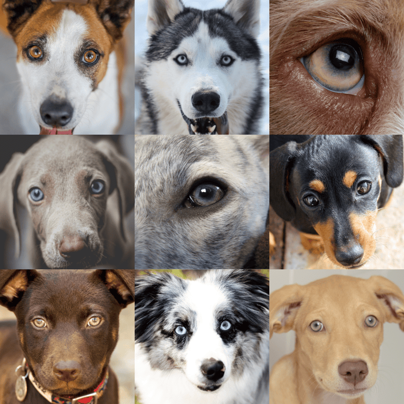 Dog eyes, dog breeds, pet portraits, puppy photos, dog face close-ups.