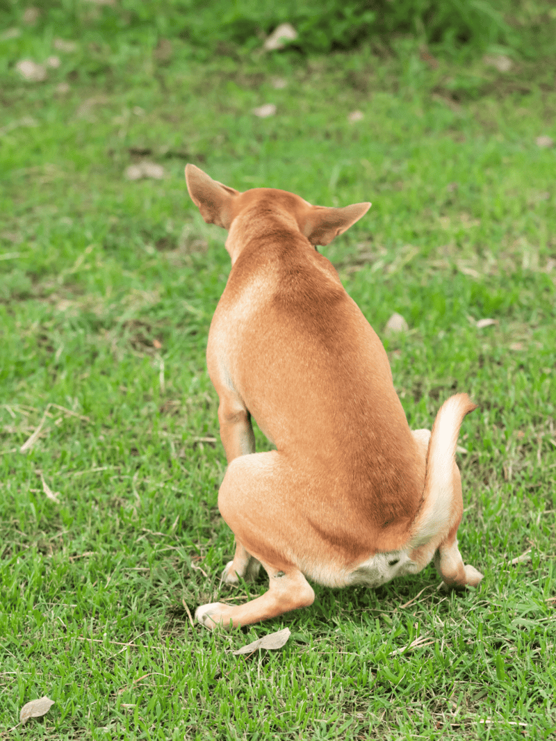 Adorable brown dog sitting outside on lush green grass, enjoying outdoor playtime.