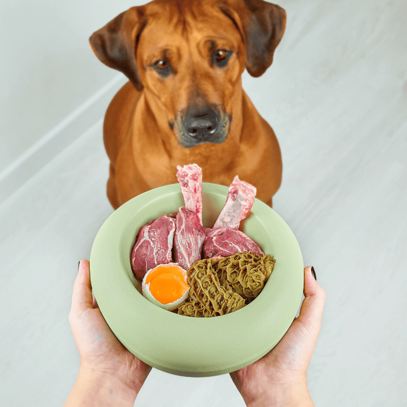 Close-up of a dog looking at a plate of raw meat, eggs, and tripe, highlighting premium dog food options.