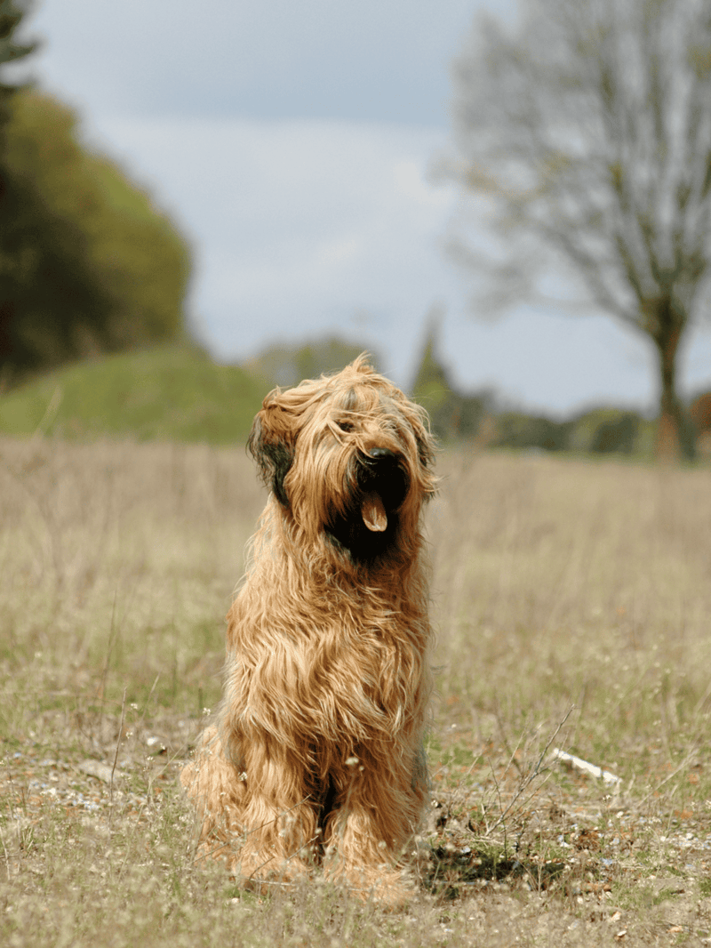 Adorable Irish Wolfhound dog outdoors in a grassy field, enjoying a walk on a cloudy day. Perfect for dog lovers and pet care enthusiasts.