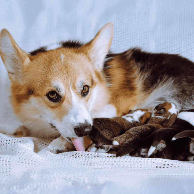 Adorable Corgi mother with her puppies resting on soft white bedding, showcasing pet care and dog health services.