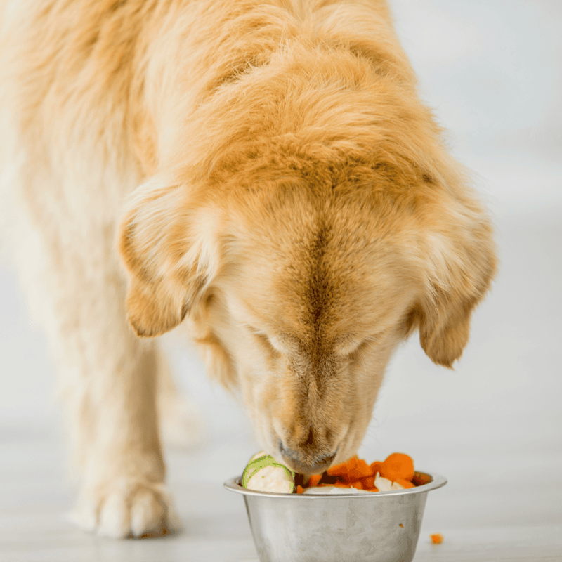Close-up of a Golden Retriever enjoying healthy dog food in a metal bowl.