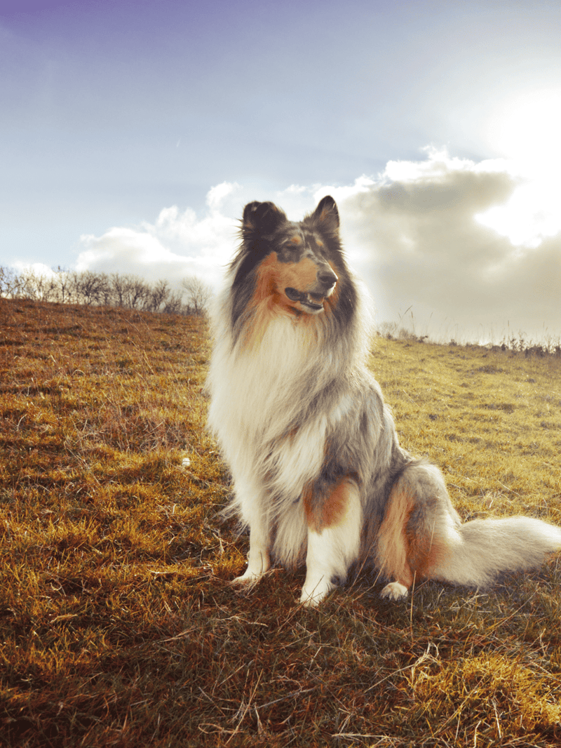 Adorable Rough Collie dog relaxing in open nature, capturing the essence of outdoor pet care and companionship.
