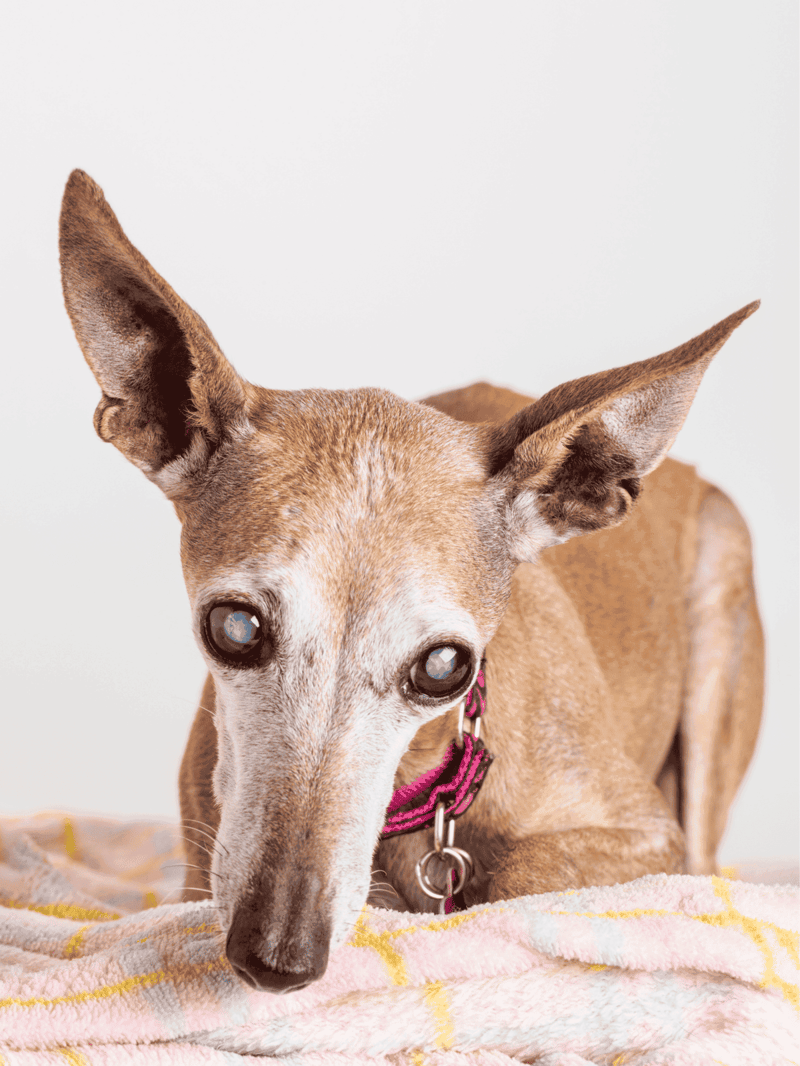 Friendly senior dog with cloudy eyes, lying on a soft blanket, showcasing aging pet care needs.