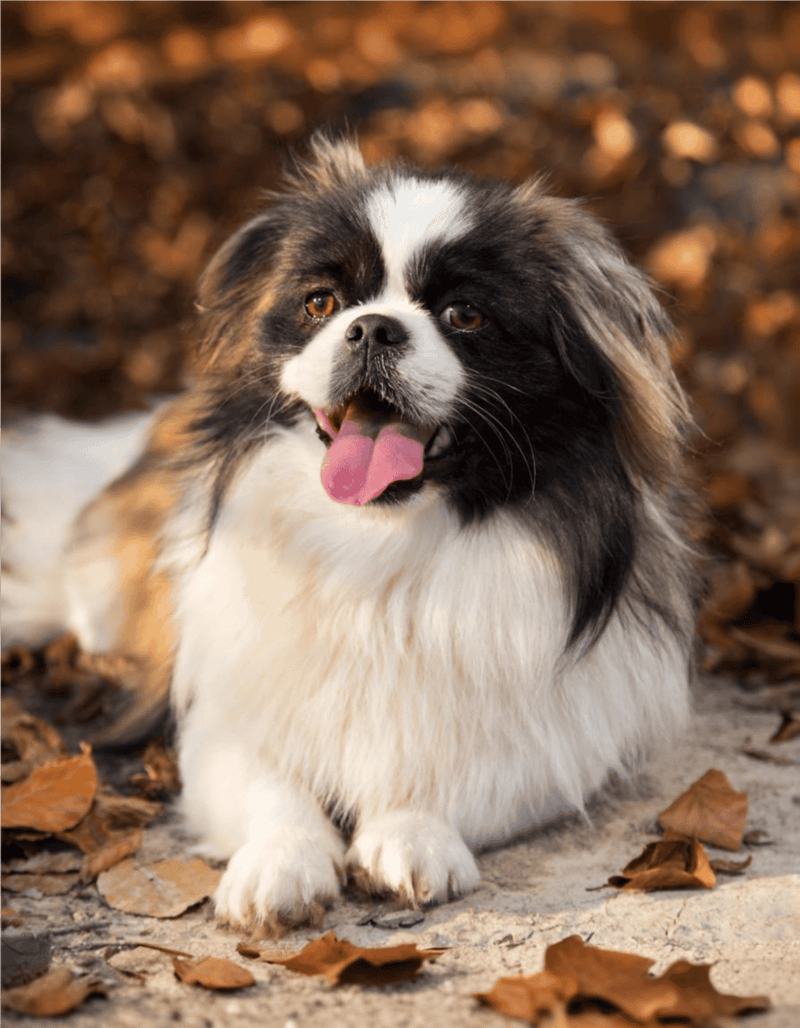 Dogfix.com - Happy dog resting on fallen leaves, perfect for pet care and dog health tips.