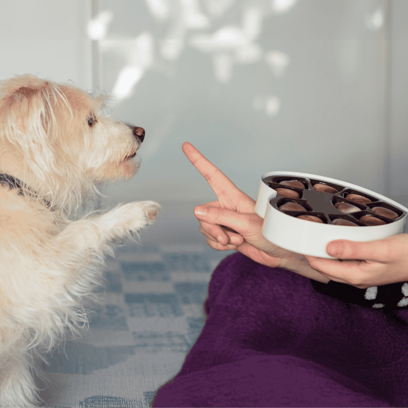 Doggy eating safe chocolate treats from a bowl held by a person.