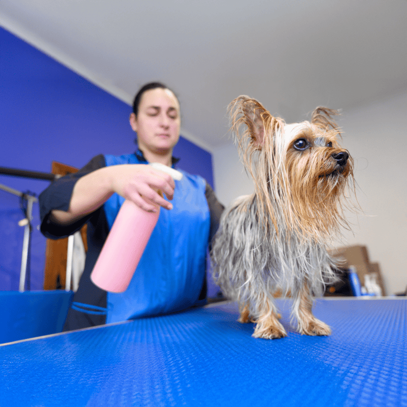 Dog grooming, pet grooming, professional dog bath, pet hygiene services.