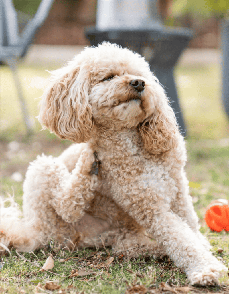 Cavalier King Charles Spaniel sitting outdoors, happy dog, playful pet, dog care, pet health, outdoor activities with dogs.