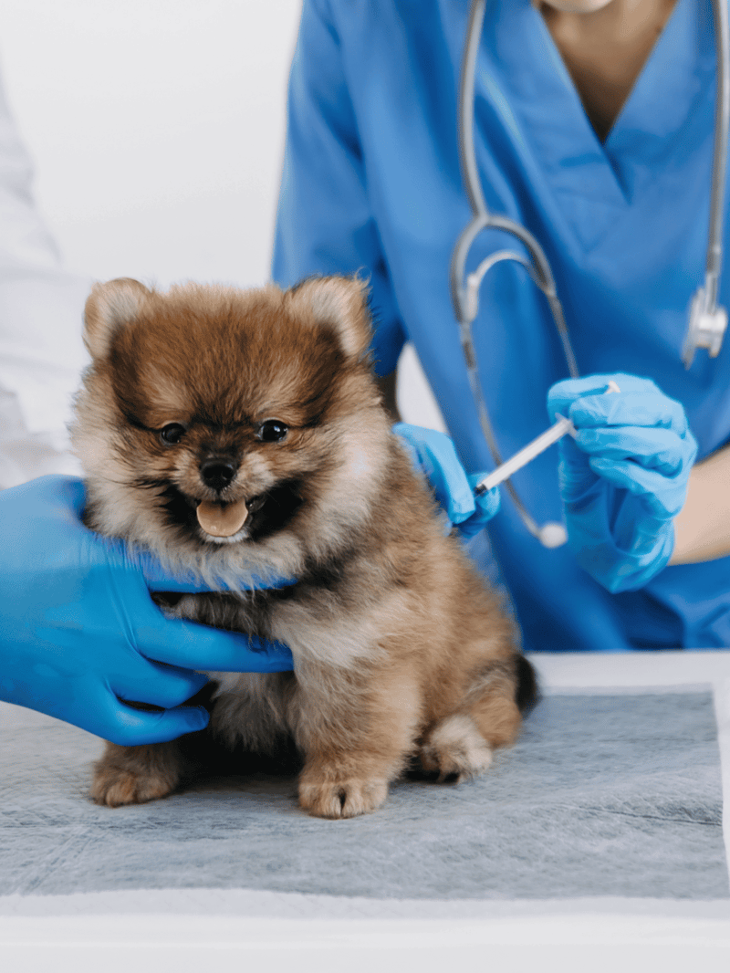 Cute Pomeranian puppy receiving veterinarian care and vaccination.