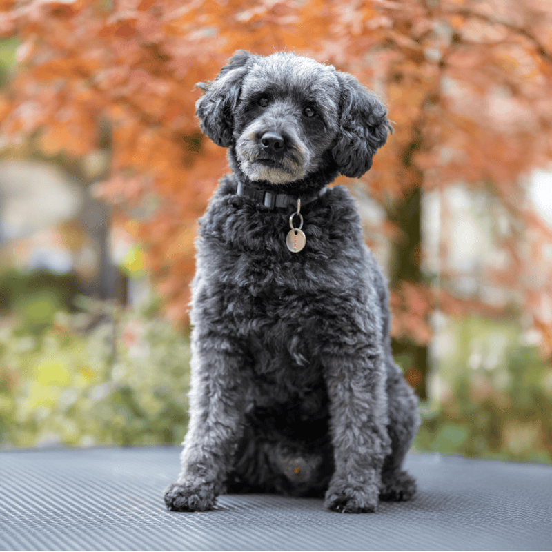 Adorable black curly-coated dog sitting outdoors, autumn background.