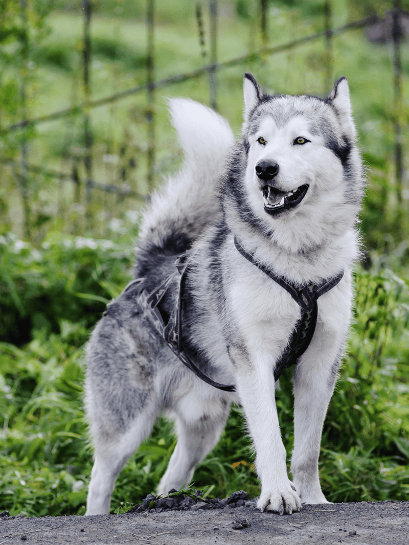 High-quality dog image of a Siberian Husky outdoors.
