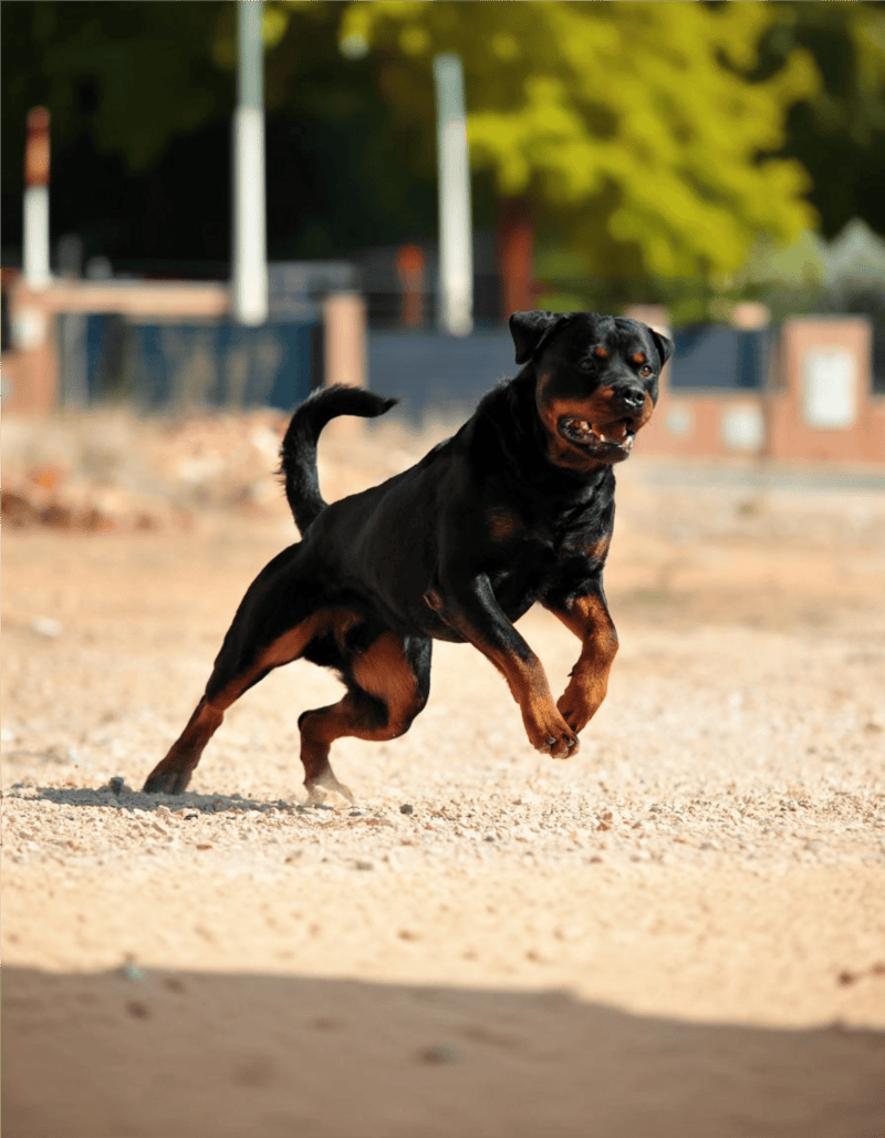 Playful Rottweiler dog enjoying outdoor park setting.