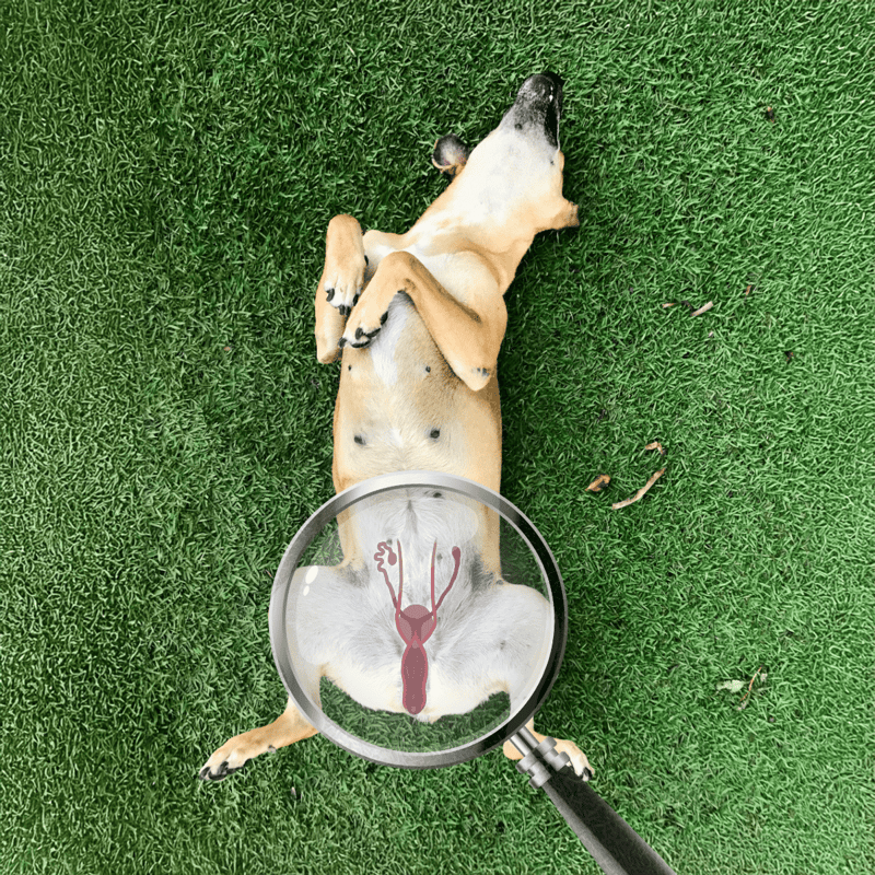 Healthy dog lying on green grass, close-up view with magnifying glass icon highlighting reproductive health focus.