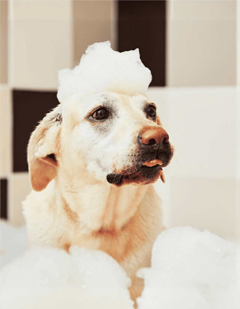 Happy dog getting a bath with soap suds and bubbles, enjoying grooming session.