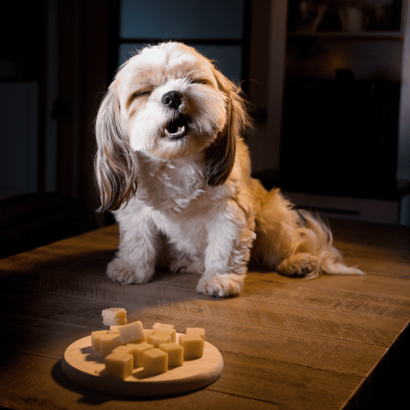 Adorable dog happily sitting at a wooden table with cheese cubes on a plate.