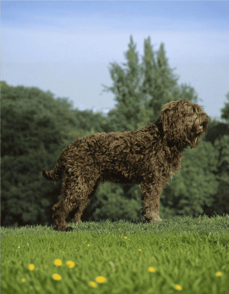 Dog with curly fur standing on grass, emphasizing pet wellness and care.