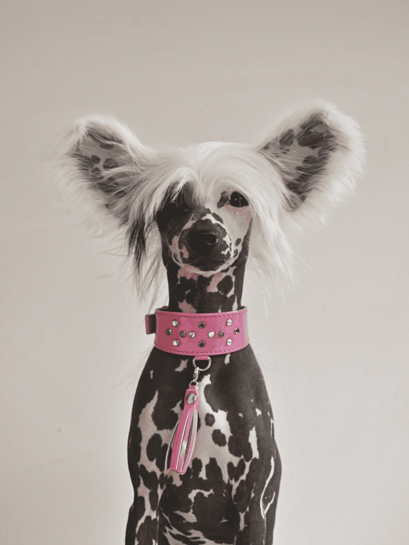 Adorable Dalmatian with black and white spots, wearing a stylish pink collar with studs and a leash.