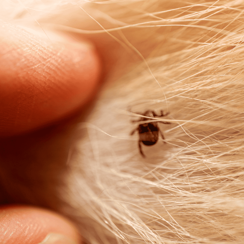Close-up of a flea on a pet's skin with fur, highlighting parasite infestation and pet care.