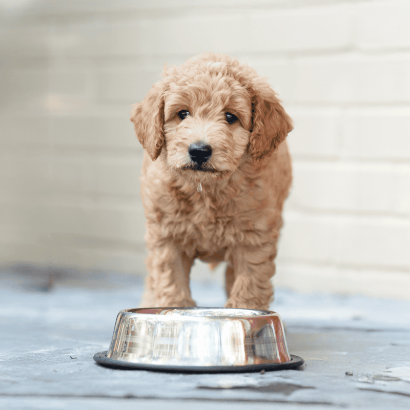 Adorable curly fur puppy with food bowl, perfect for dog feeding and pet care.