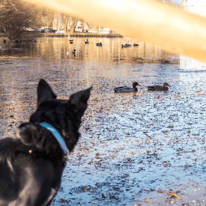 Dog looking at ducks on a snowy pond in winter, peaceful outdoor setting, wildlife and pet interaction.