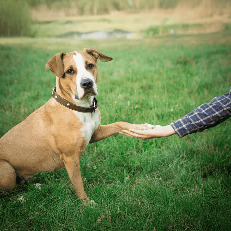 Adorable dog sitting on grass, touching hand of person outdoors, showing bond and companionship.