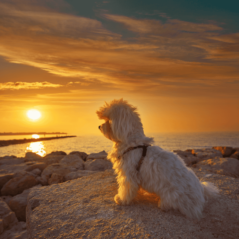 Adorable dog watching sunset.