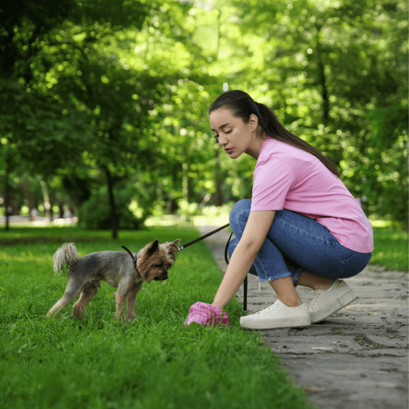 Friendly small dog with leash.