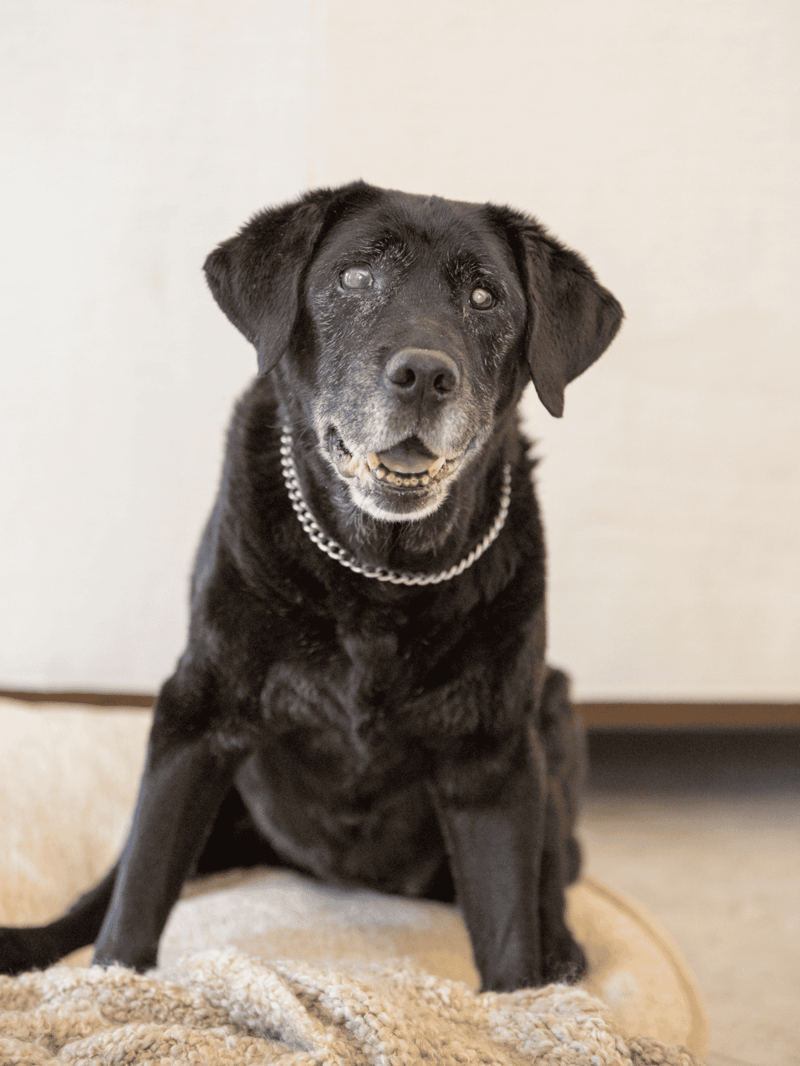 Older black Labrador with a happy expression.
