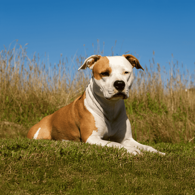Dog rescue, shelter, or adoption dog sitting outdoors on grass during a sunny day.