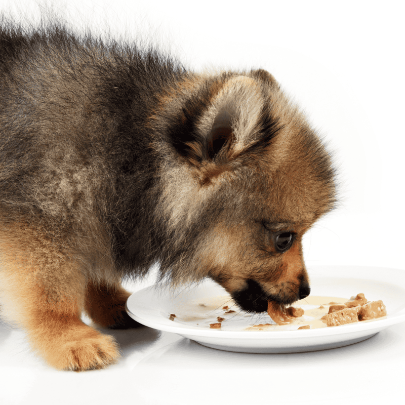 Adorable puppy eating wet dog food from a white plate.