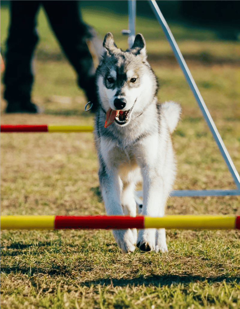 Husky participating in dog agility training on a course with jumps and hurdles outdoors.