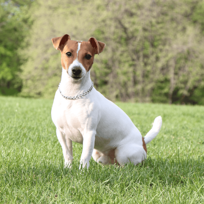 Adorable Jack Russell dog sitting in lush green grass, outdoor park setting, friendly and alert expression.