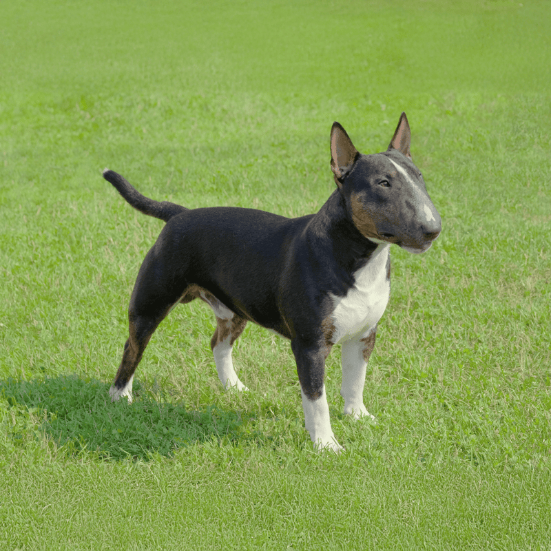 Adorable Bull Terrier with a unique head shape standing on lush green grass. Perfect for dog lovers and breed enthusiasts.