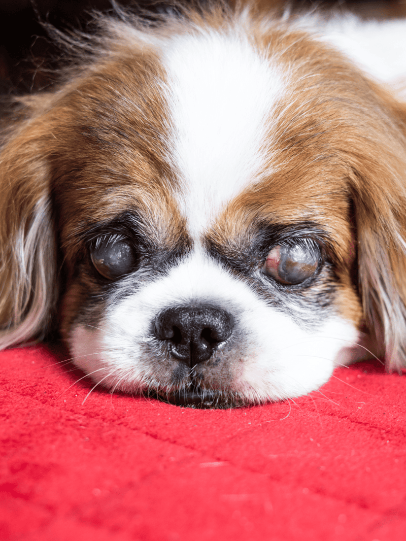 Close-up of an elderly dog with cloudy eyes lying on a red blanket, emphasizing senior dog health and eye care services.