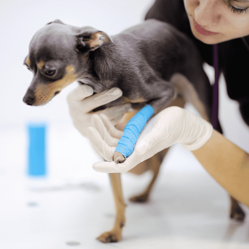 Close-up of a veterinarian examining a small dog with bandaged paw.