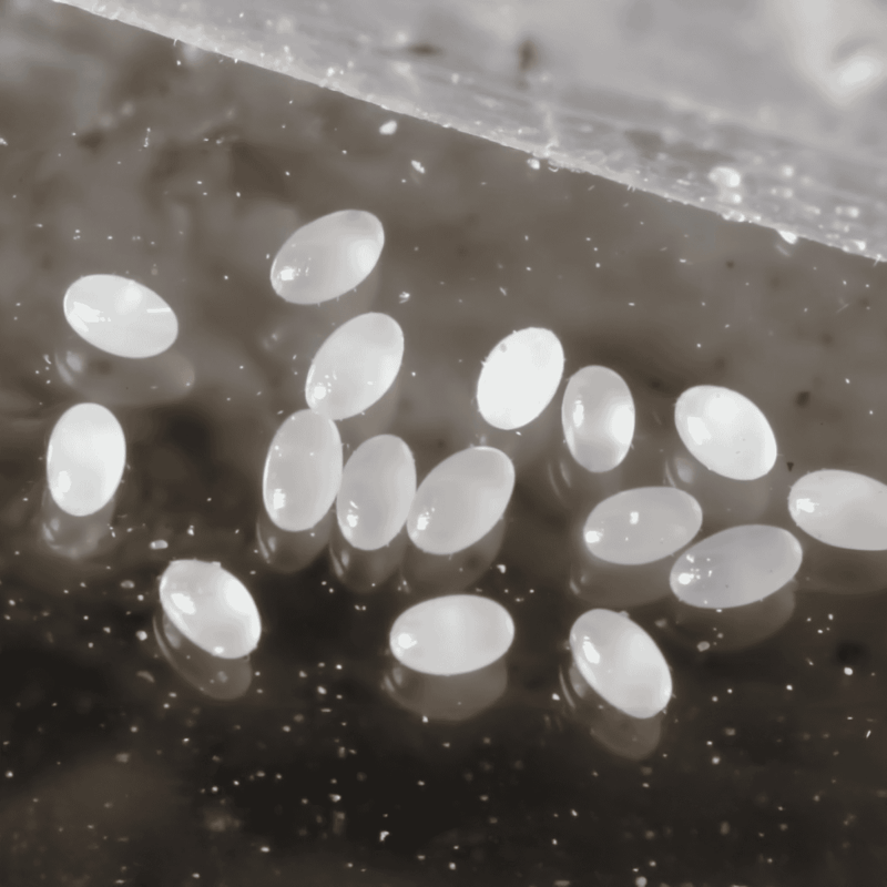 Close-up of eggs with small chicks beginning to hatch in an incubator.