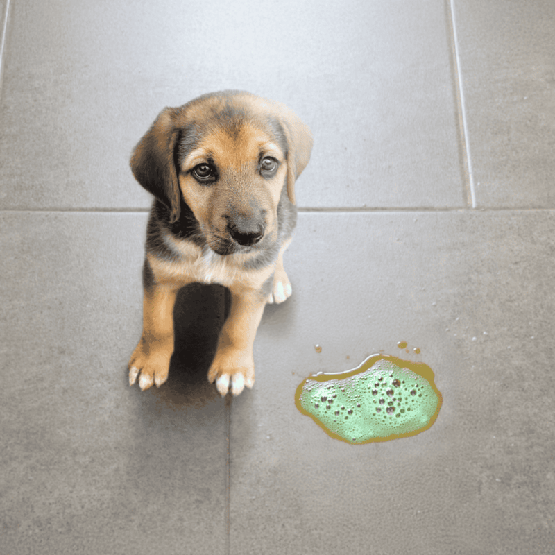 Adorable puppy sitting on tiled floor with spilled soap, looking with sad eyes.