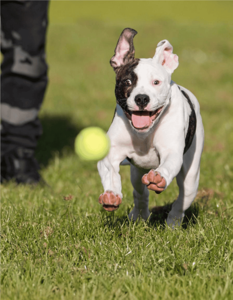 Cute energetic dog enjoying fetch game in green park.