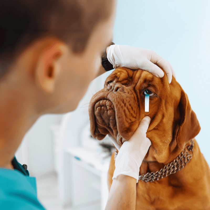 Vet checks dog's eye with specialized equipment for health assessment.