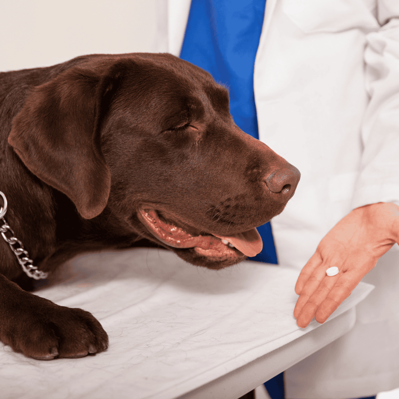 Dog at veterinarian appointment.