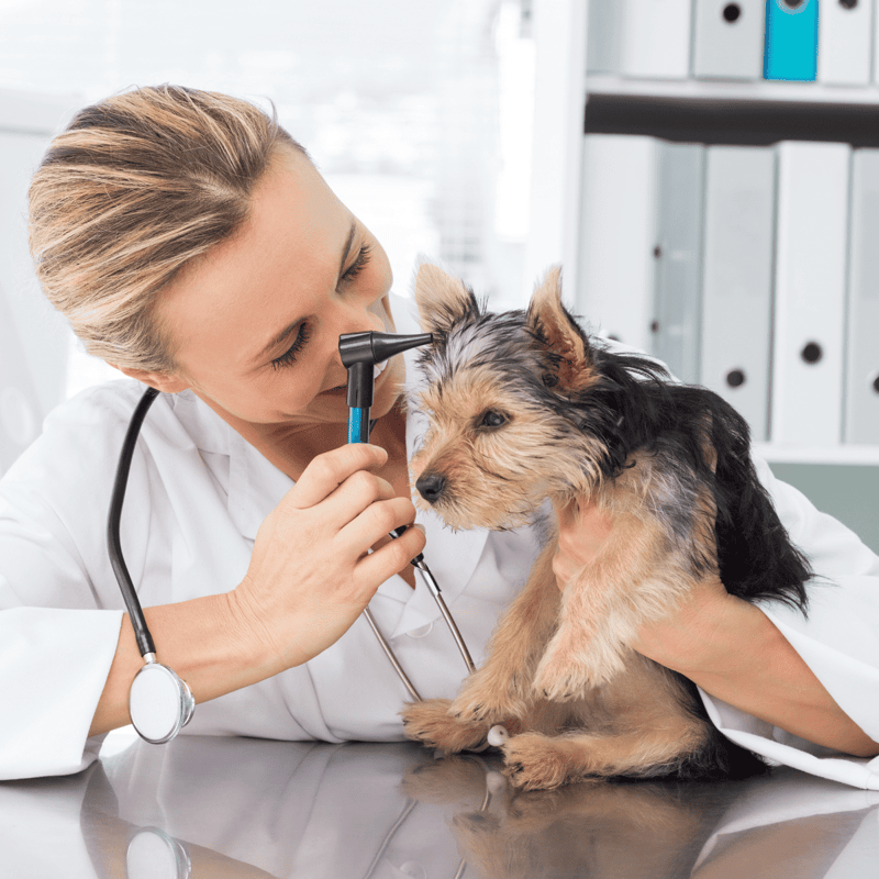 Vet examining dog's ear with otoscope.