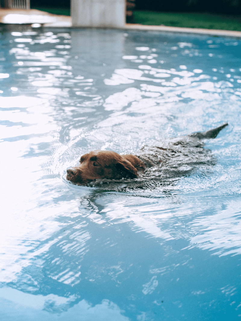 Dog swimming in backyard pool for fun, exercise, and training.