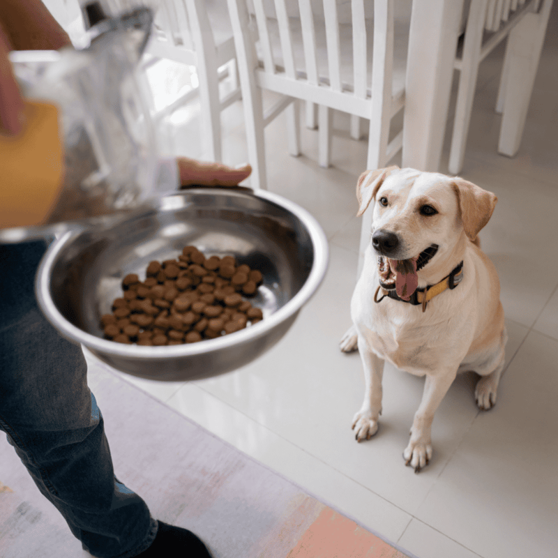 Dog eating healthy kibble from bowl, dog care, pet nutrition, dog food delivery service.
