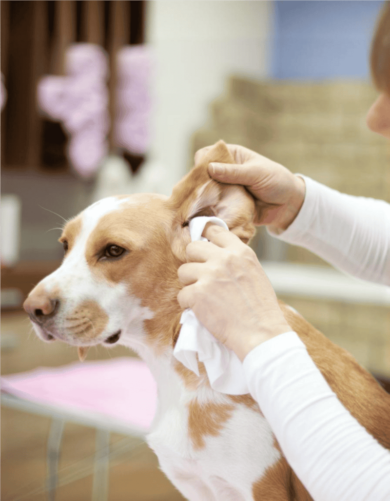Close-up of a veterinarian cleaning a dog's ear with gauze. Professional pet grooming and health care service.