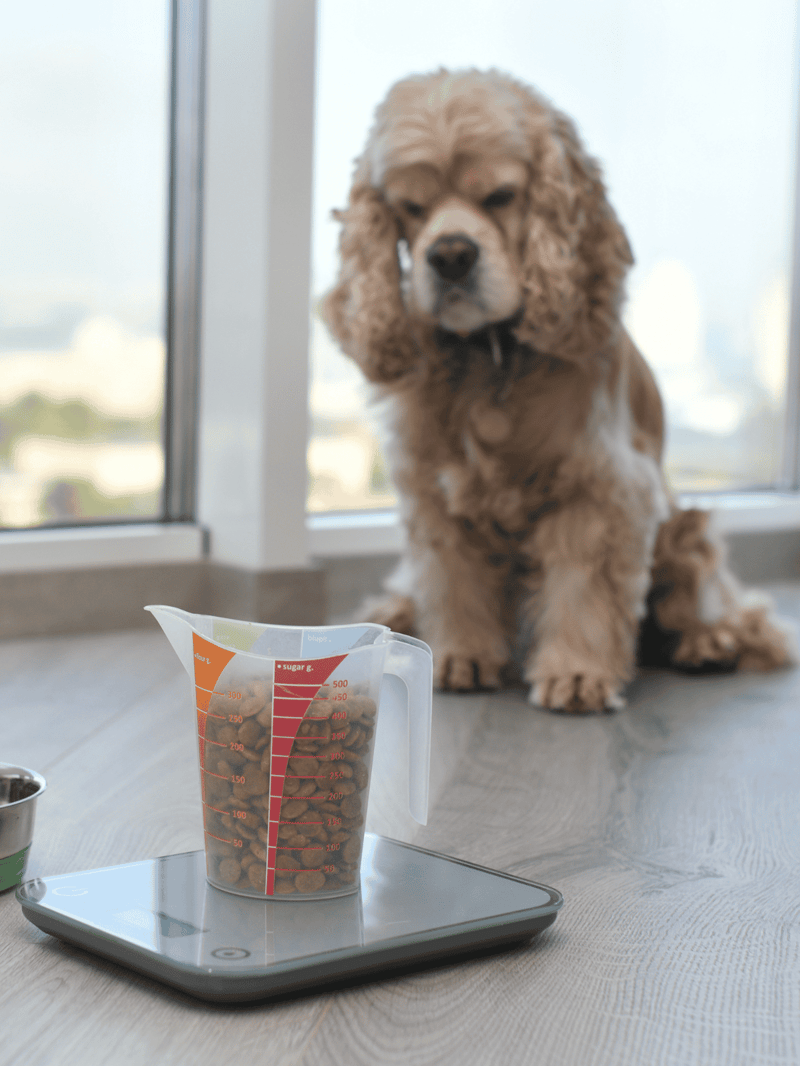 Accurate dog portioning with digital scale and measuring cup for healthy weight control.