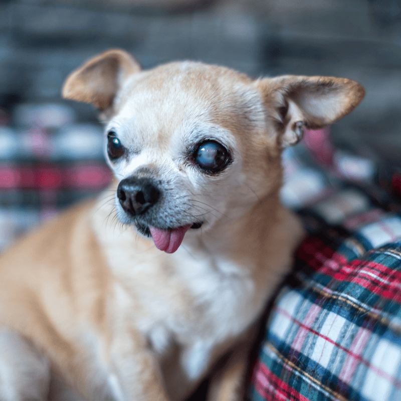 Cute small dog with one cloudy eye and tongue out.