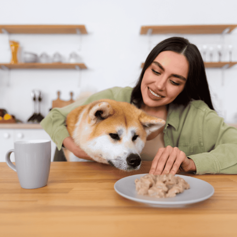Young woman feeding her adorable Shiba Inu dog at home, healthy dog food and pet care.