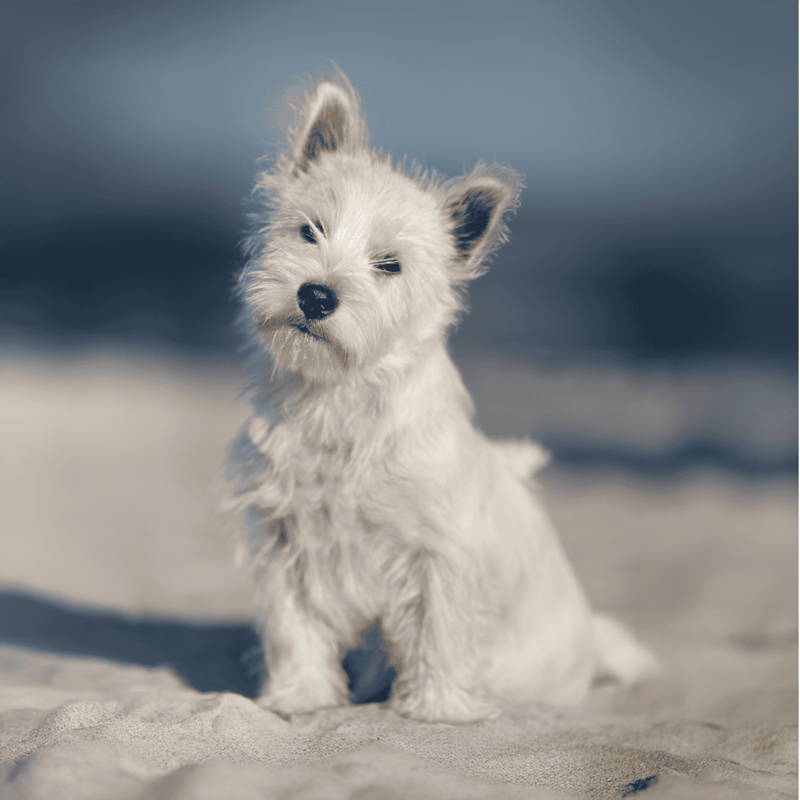 Adorable white puppy sitting on the sandy beach, perfect for pet grooming, training, and dog care services.